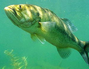 Largemouth Bass A Comprehensive Species Guide Wired2Fish, 55% OFF