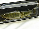 Blue gill (2009 Member limited color)